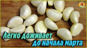 Вот как правильно ЗАМОРОЗИТЬ ЧЕСНОК на зиму, чтобы он хранился до самой ВЕСНЫ Всё легко и просто