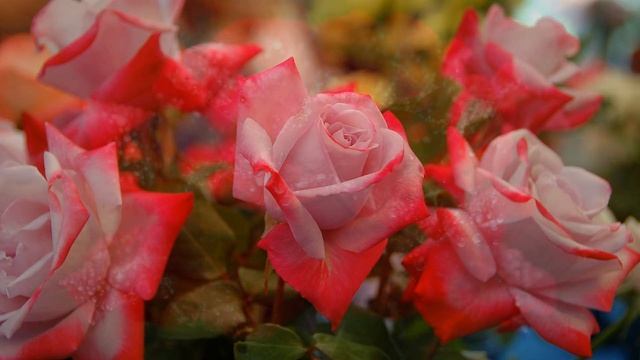 С Днем Рождения, Оля! смотреть онлайн