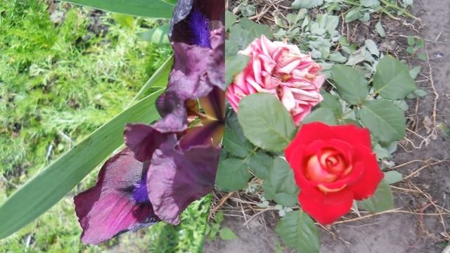 field flowers Vovchik 2(Полевые цветы) смотреть онлайн