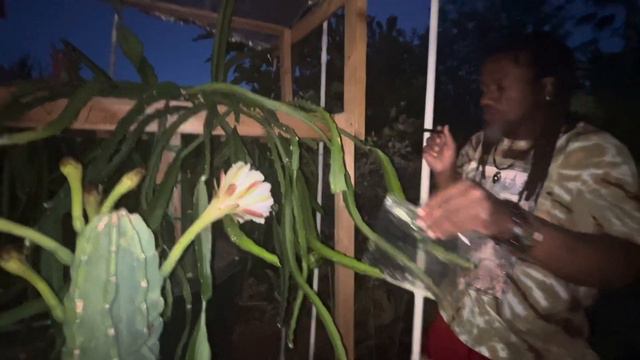 Pollinating the Peruvian Apple Cactus Flowers @ Abah Garden in Las Vegas смотреть онлайн