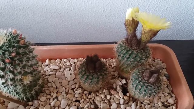 Начало цветения кактуса Echinopsis
