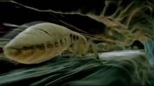 Будущее планеты жизнь после людей (2008)