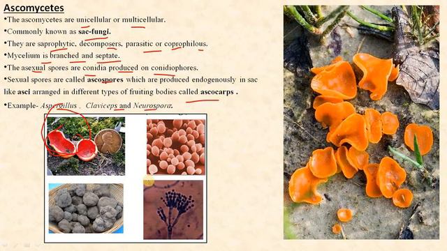 Kingdom Fungi CLASS 11 CBSE A detailed lecture for NEET AIIMS JIPMER смотреть онлайн