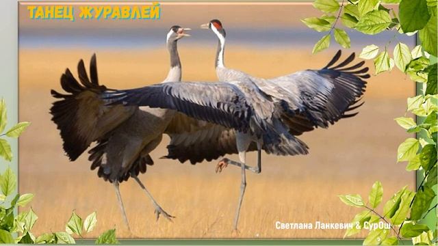 ТАНЕЦ ЖУРАВЛЕЙ (Светлана Ланкевич & студия "ПОРА") смотреть онлайн