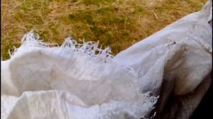 Картофель из погреба для посадки.  Подготовка картофеля к посадке