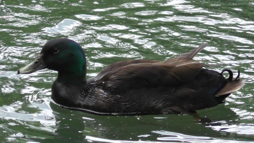 Каюга. Домашняя утка из США смотреть онлайн