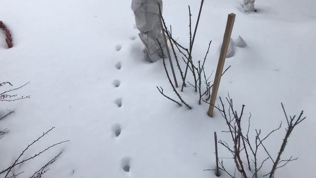 Моя любимая дача 14 февраля 2020 г. Ура!! Я на даче!!! Наконец-то снег!❤️ смотреть онлайн