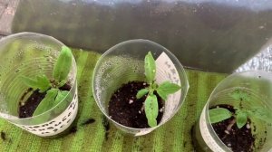 Томаты. Пикировка томатов. Как избежать чёрной ножки при пикировке томатов?