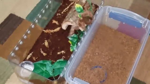 OAKS PA Reptile Expo round up смотреть онлайн
