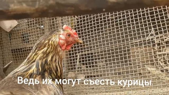 Как трудно жить муравьям смотреть онлайн