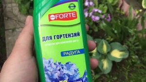 Как сделать голубую гортензию.mp4