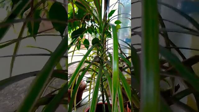 Улитка Шустрик скоропостижно спускается с пальмы в самом центре города смотреть онлайн