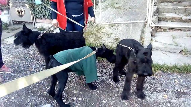 п-к  Роман-Кош..Щенки. Группа Роман-Кош Джур, Дюссельдорф, Демир и Улан-Батор, Бен (дети РК Морриса