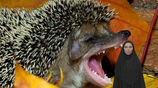 Противоугонный ёж