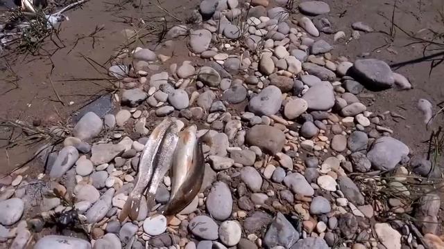 Рыбалка на подкумке поймано за 2часа 4 усача смотреть онлайн