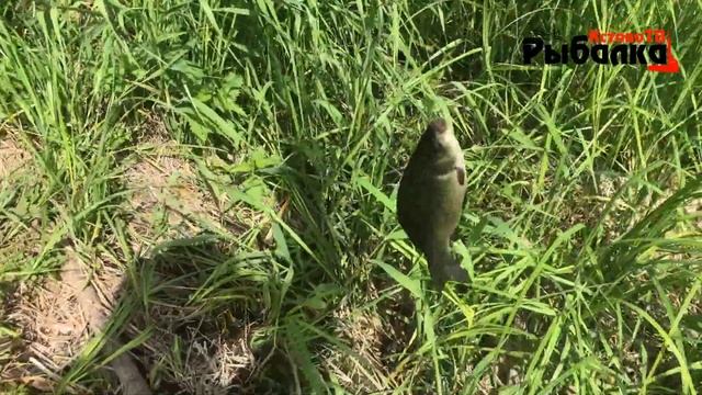 РАЗЫСКАЛ ЭТО СЕКРЕТНОЕ ОЗЕРО С КАРАСЁМ.Ловля красного и серебристого карася на поплавок. смотреть онлайн