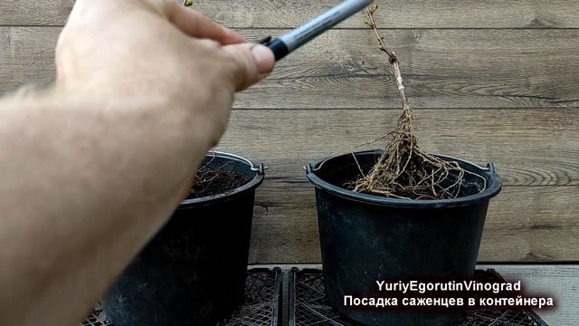 ? Весной НЕКУДА ПОСАДИТЬ саженцы винограда? Не теряем время зря. Посадка саженцев в контейнера. смотреть онлайн