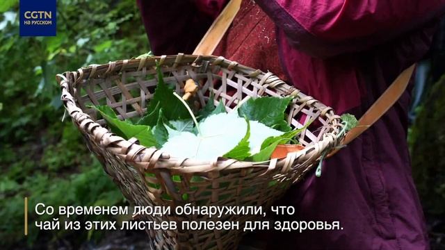Необычное чайное дерево в Тибете смотреть онлайн