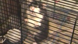 Крыса разговаривает и хрюкает