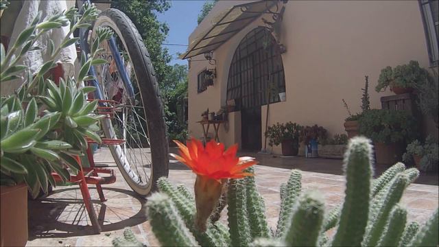 cactus flor time lapse смотреть онлайн