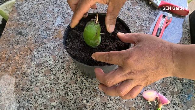 How to grow a banana tree from a banana that has a lot of roots смотреть онлайн