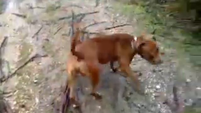 pitbull red devil смотреть онлайн