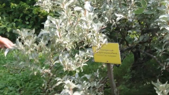 ФЛОКСЫ ~ РЯБИНА ~ АКАЦИЯ Ботанический сад г.Соликамск смотреть онлайн