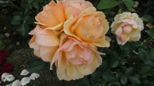 Роза флорибунда Хансештадт Росток.