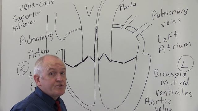 Cardiovascular System 1, Heart, Structure and Function смотреть онлайн