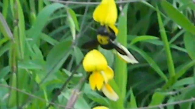 World's first video of Carpenter bee-Xylocopa sp. pollinating Crotalaria retusa смотреть онлайн