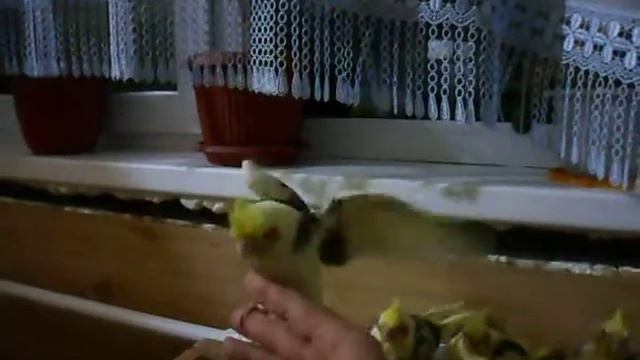 Воронеж Выкормыши Корелл смотреть онлайн