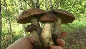 Эта грибалка -просто наслаждение