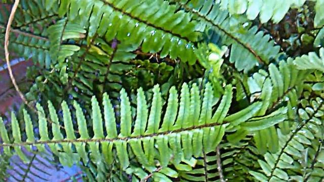 el helecho NEPHROLEPIS EXALTATA смотреть онлайн