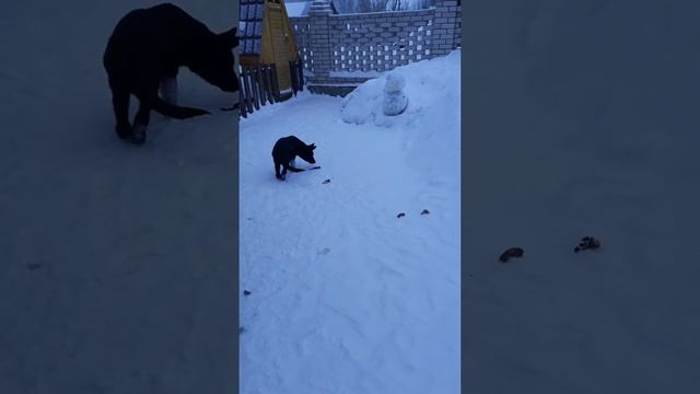 Немецкий щенок болен рахитом. смотреть онлайн