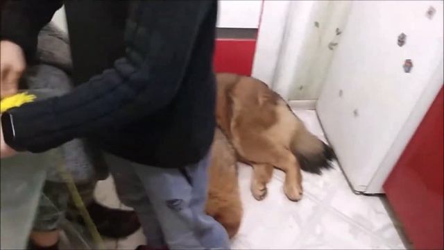 Удивительная пушистая елка поделка в школу смотреть онлайн