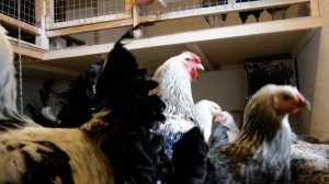 Куры Юрловская голосистая 1 Соколова С.Н. Елец