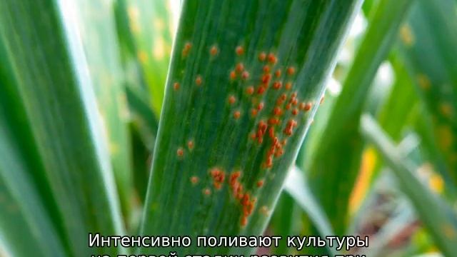 Посадка и уход за яровым чесноком весной в Сибири смотреть онлайн