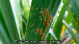 Посадка и уход за яровым чесноком весной в Сибири