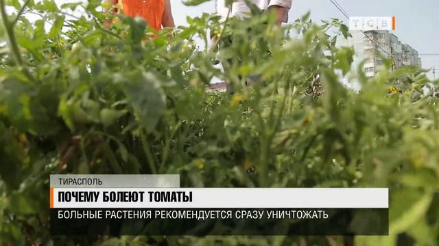 Почему болеют томаты смотреть онлайн