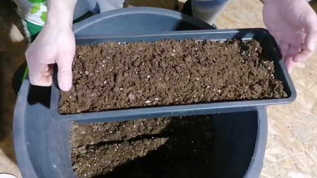 Размножаю ежевику стебливыми черенками смотреть онлайн