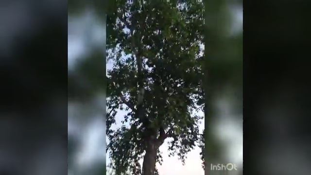 Туган авыл табигате смотреть онлайн