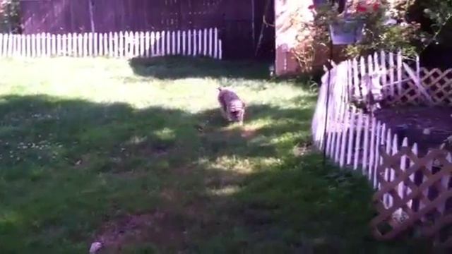 Brussels Griffon : Bird Chaser 1 смотреть онлайн