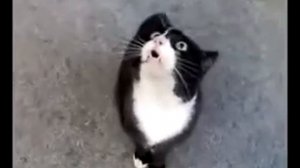 ГОВОРИт КОТ