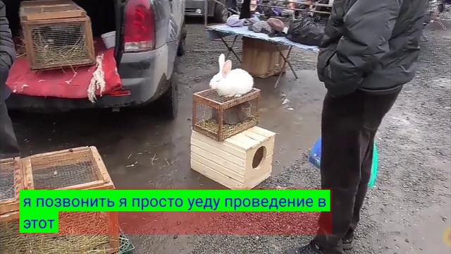 Кролики на рынке смотреть онлайн