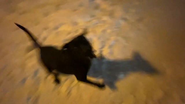 Команда «лови!» в исполнении Зевса. #лабрадорретривер #москва #собаки #трюки смотреть онлайн
