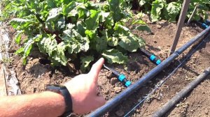 Самый бюджетный автоматический полив на даче.