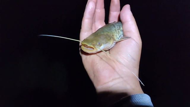 ЗАБУЖЖЯ / ВІДПОЧИНОК НА РІЧЦІ ПІВДЕННИЙ БУГ БІЛЯ СЕЛА ПЕЧЕРА / РИБАЛКА / СТАРА ГЕС ПОТОЦЬКОГО смотреть онлайн