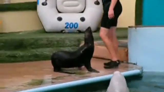 Delfinariy Rostov-on-Don смотреть онлайн