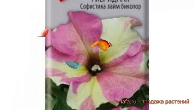 Петуния гибридная Софистика лайм биколор ? обзор: как сажать, семена петунии Софистика лайм биколор смотреть онлайн