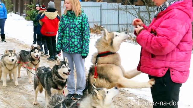 Катание на собачьей упряжке. Катание на хаски. Нарты с колесиками.